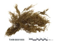 藏品(匙葉苔屬)的圖片